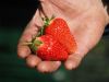 Erste Erdbeeren vom Freudenhof